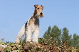 FOX TERRIER 049